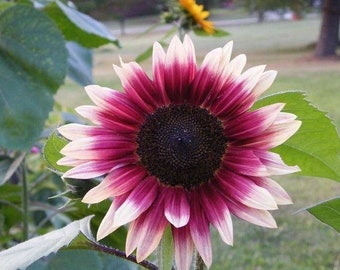 25 Cherry Rose Sunflower Seeds