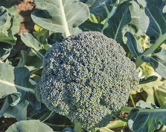 May include: A close-up of a large, green broccoli head with many florets. The broccoli is surrounded by large, green leaves.