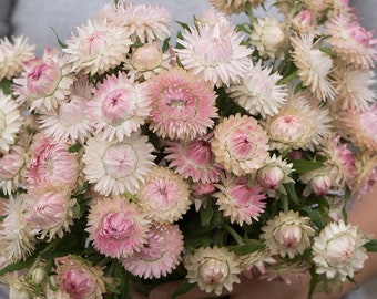 100 Blushing Bride Silver Rose Strawflower Seeds