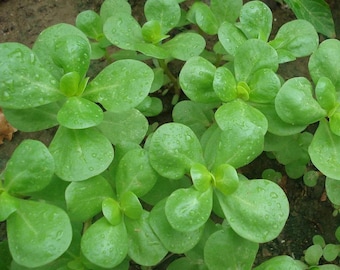 May include: Close-up of vibrant green purslane plants with water droplets on the leaves. The succulent leaves are oval-shaped and clustered together, creating a lush, textured appearance. The plants are growing in soil.