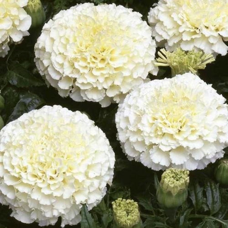 50 Eskimo White African Marigold Flower Seeds Etsy