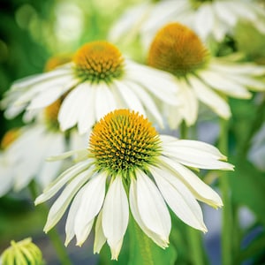 25 White Coneflower Seeds