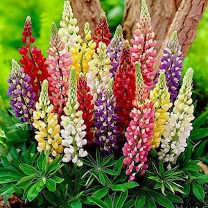 100 Rainbow Mix Lupine Flower Seeds