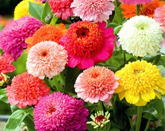 100 Mixed Color Crested Zinnia Flower Seeds