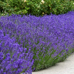 500 True English Lavender Flower Seeds
