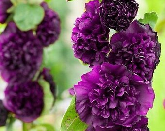11 Feet Tall Hollyhock Seeds GIANT DANISH MIX Rare Biennial 25 Seeds 11 Feet Tall Hollyhock Seeds GIANT DANISH MIX Rare Biennial 25 Seeds
