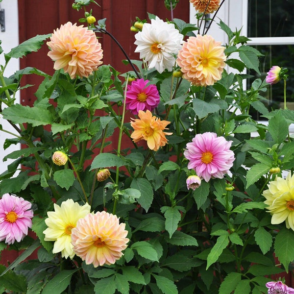 30 Dahlia Showtime-Showpiece Flower Seeds