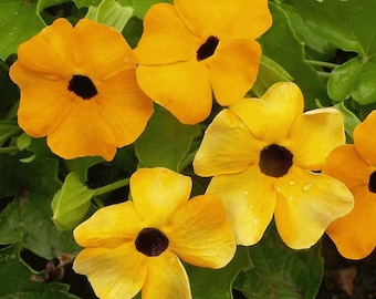 50 Black Eyed Susan Vine Flower Seeds