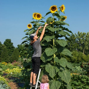 20 American Giant Sunflower Seeds