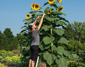 20 American Giant Sunflower Seeds