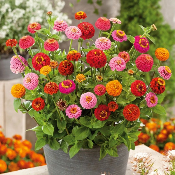 50 Dwarf Zinnia Thumbelina Flower Seeds