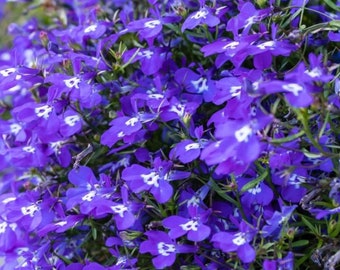 500 Blue Lobelia Flower Seeds Flower Seeds