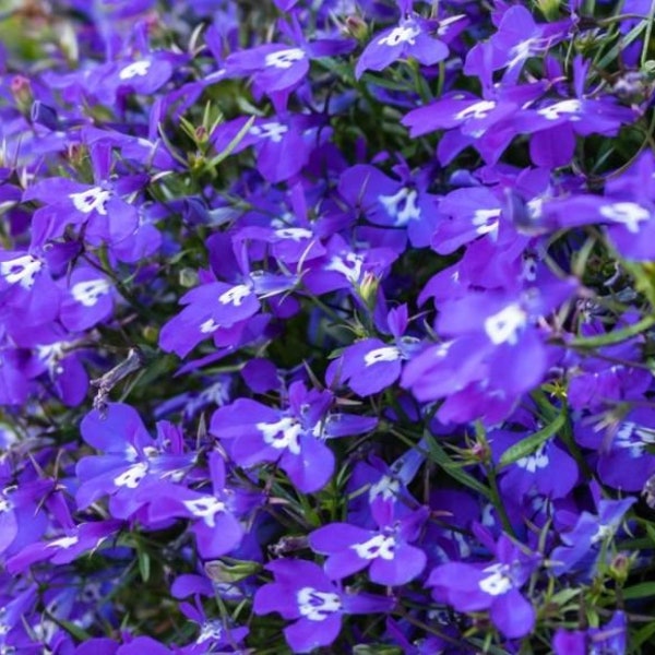 500 Blue Lobelia Flower Seeds Flower Seeds