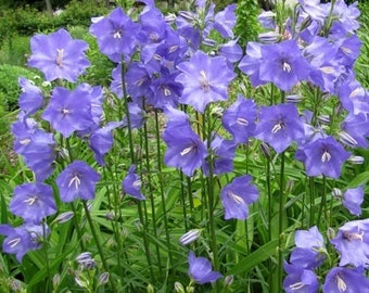 300 Blue Bell Flower Seeds