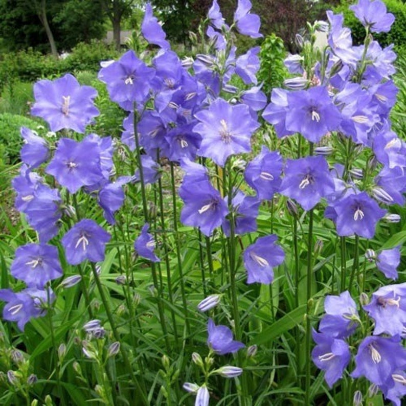 300 Blue Bell Flower Seeds Etsy