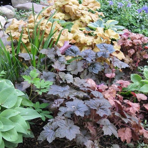 50 Coral Bells Hybrid Mixed Flower Seeds / Hybrid Mixed Heuchera Flower Seeds