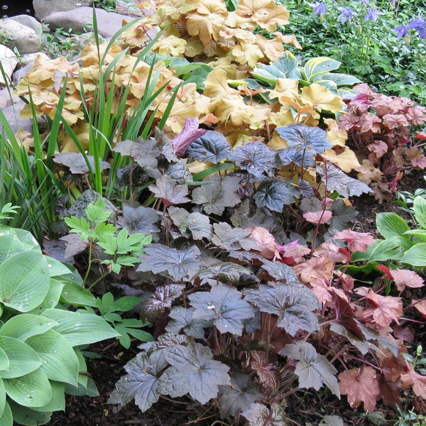 50 Coral Bells Hybrid Mixed Flower Seeds / Hybrid Mixed Heuchera Flower Seeds