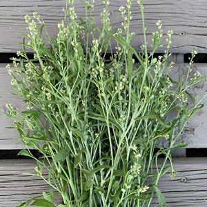 100 Tall Persian Cress Flower Seeds