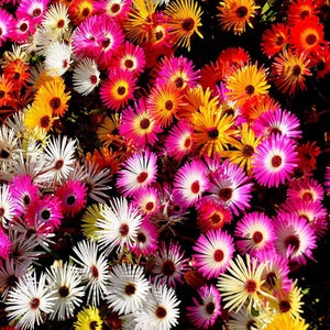 500 semillas de flores de planta de hielo de colores mixtos