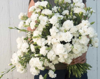 100 Jeanne Dionis White French Carnation Seeds