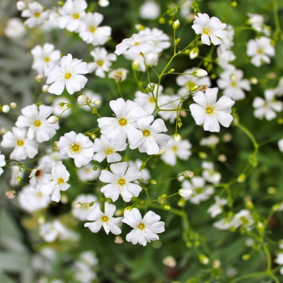 1000 Annual Babys Breath Flower Seeds -  Israel