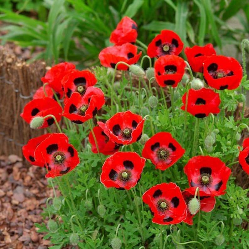 New Hill Farms Lady Bird Poppy Seeds - Thumbnail 2
