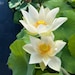 see more listings in the Water Lilies section