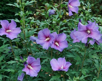 25 Purple Rose of Sharon Hibiscus Flowering Shrub Seeds