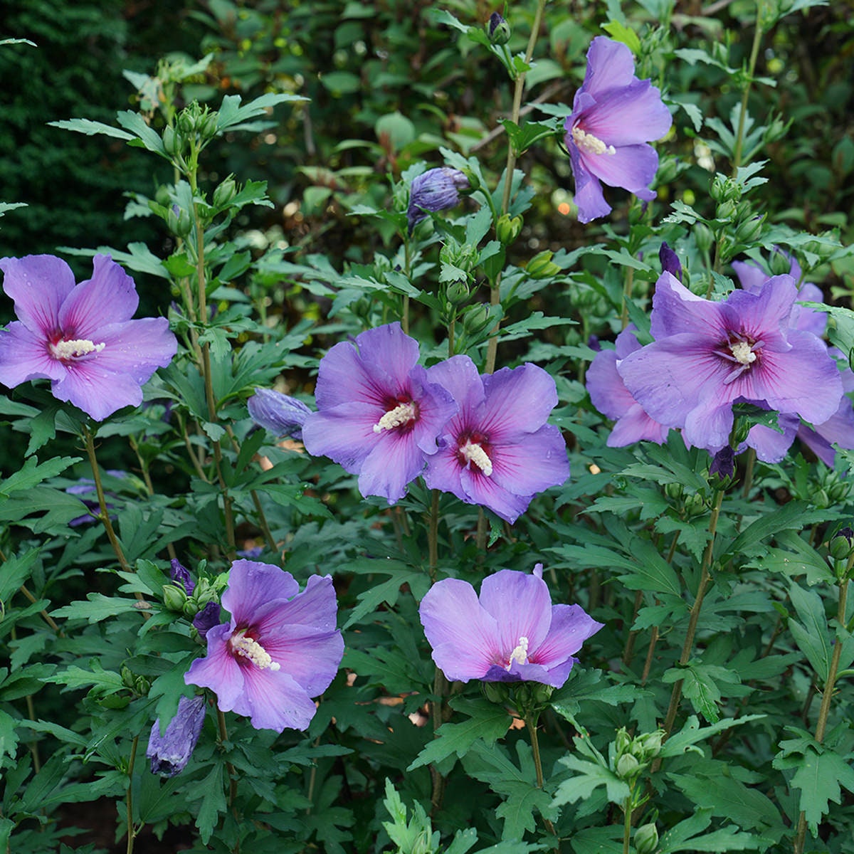 Image of Purple rose of sharon flowers cluster