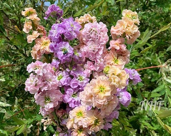 May include: A bouquet of pink, purple, and peach flowers with ruffled petals. The flowers are arranged in a loose, natural style.