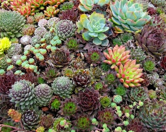 50 Hippie Chicks Succulent Sempervivum Flower Seeds