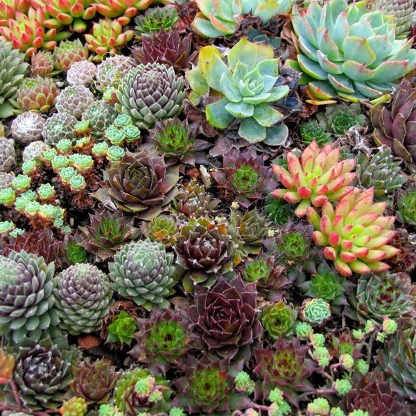 50 Hippie Chicks Succulent Sempervivum Flower Seeds