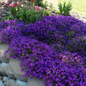 250 Purple Rockcress Flower Seeds