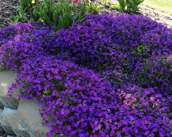 250 Purple Rockcress Flower Seeds