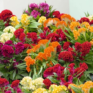 200 Celosia Supercrest Flower Seeds