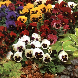 200 Swiss Giants Pansy Mixed Color Flower Seeds