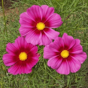 300 Radiance Cosmos Flower Seeds