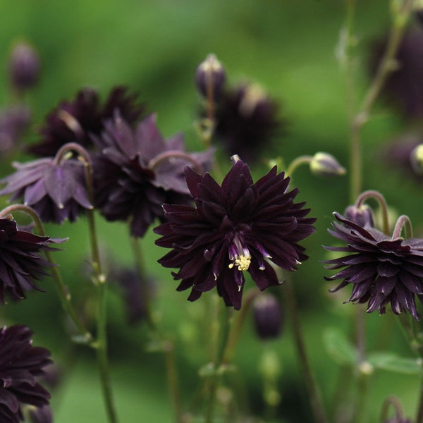 25 Nora Barlow Black Columbine Flower Seeds