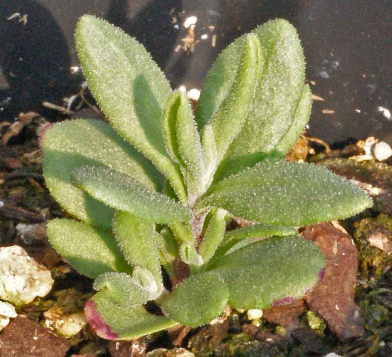 200 True English Lavender Seeds Etsy