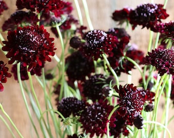 May include: A bouquet of deep burgundy pincushion flowers with green stems. The flowers are arranged in a vase, but the vase is not visible in the image.