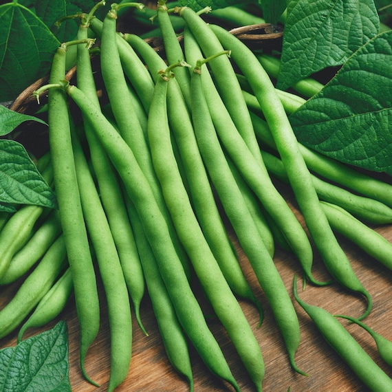 25 Organic Provider Green Bush Bean Vegetable Seeds