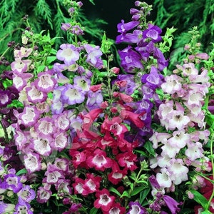 50 Penstemon / Beardtongue &quot;Sensations Mix&quot; Flower Seeds