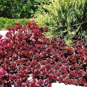 100 Red Dragons Blood Sedum Succulent Seeds