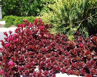 100 Red Dragons Blood Sedum Succulent Seeds