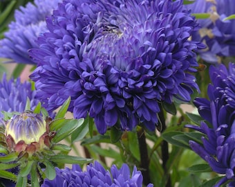 50 Duchess Peony Dark Blue Aster Flower Seeds