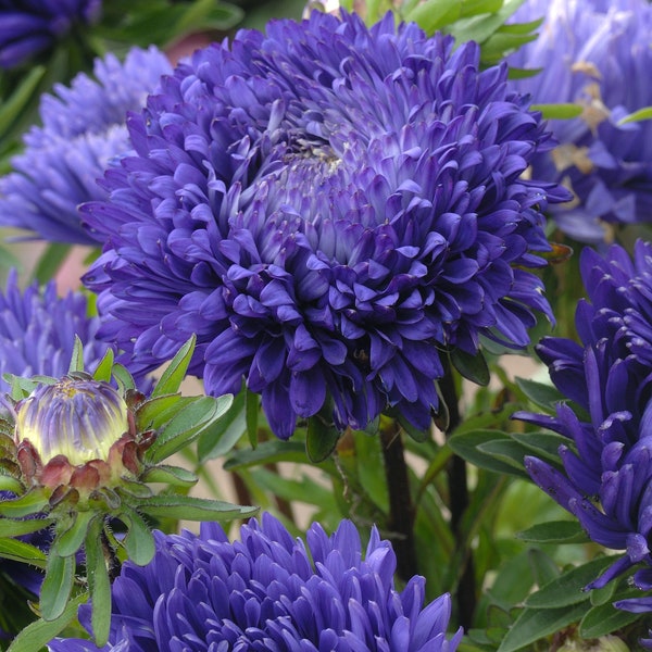50 Duchess Peony Dark Blue Aster Flower Seeds