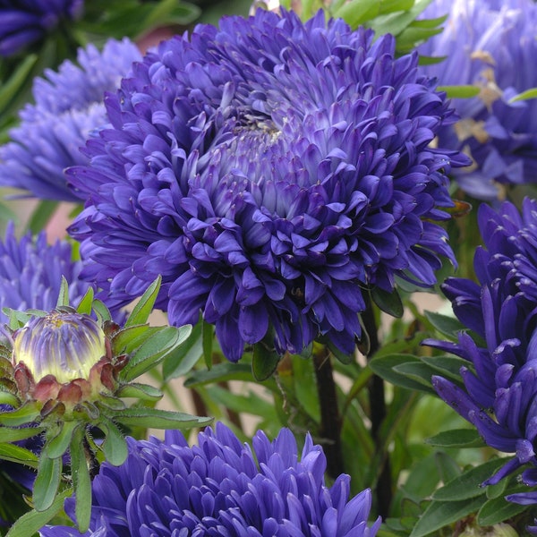 50 semillas de flor de aster azul oscuro de peonía duquesa