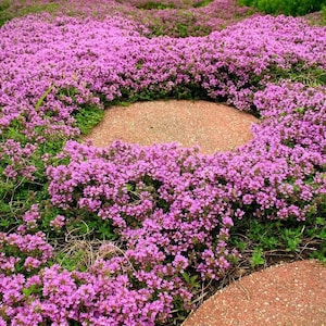 1000 Purple Creeping Thyme Flower Seeds image 1