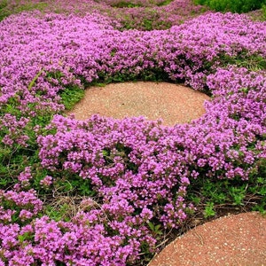 1000 Purple Creeping Thyme Flower Seeds image 1