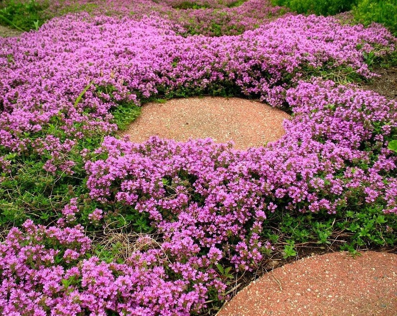 1000 Purple Creeping Thyme Flower Seeds image 1